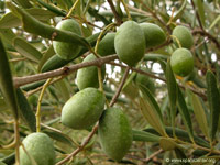 aceitunas (14K)