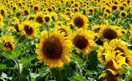 campogirasoles (79K)