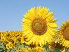 girasol (3K)